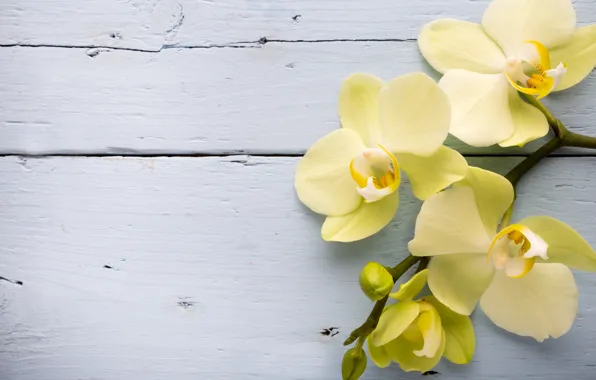 Yellow, орхидея, flowers, orchid