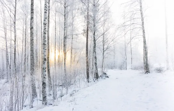Зима, лес, снег, утро