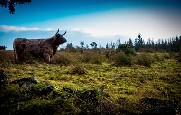 Картинка поле, небо, трава, природа, шотландия, Scotland, бык