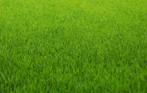 Картинка трава, зеленый, фокус, весна