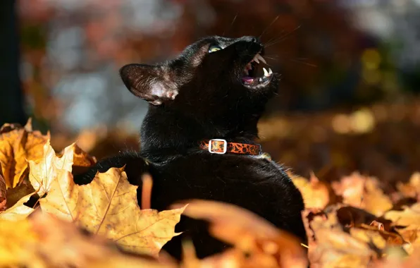 Черный кот, осенние листья, мяукает, размытость боке