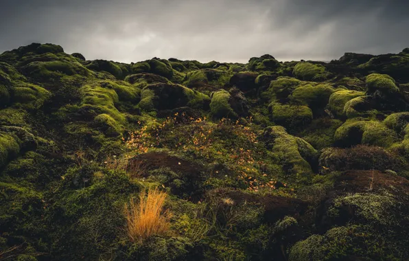 Картинка камни, мох, Исландия, Iceland, Eldraun, Lava Field