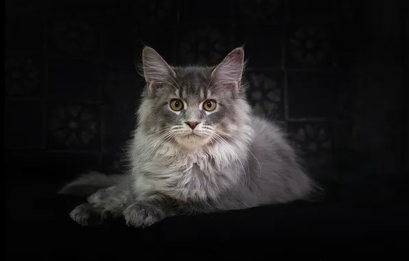 Картинка кошка, кот, взгляд, портрет, мордочка, тёмный фон, мейн-кун