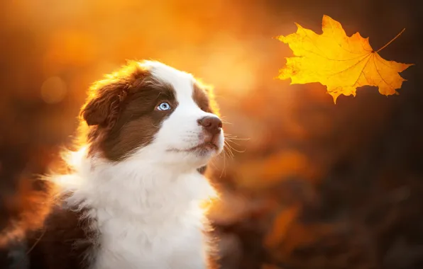 Картинка осень, фон, собака, щенок, мордашка, кленовый лист, жёлтый лист