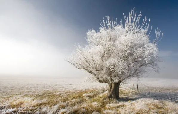 Зима, небо, пейзаж, природа, дерево, забор