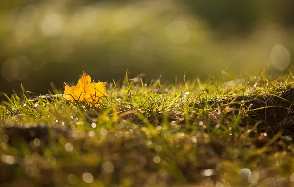 Картинка осень, трава, макро, лист, роса, блики