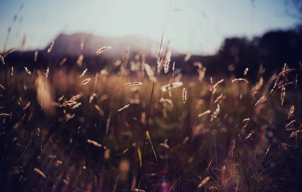 Картинка трава, солнце, природа, колоски