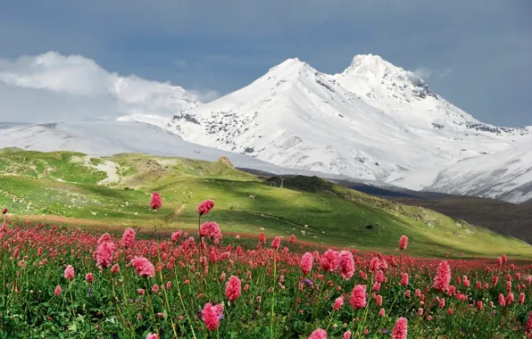 Картинка снег, цветы, горы, луг