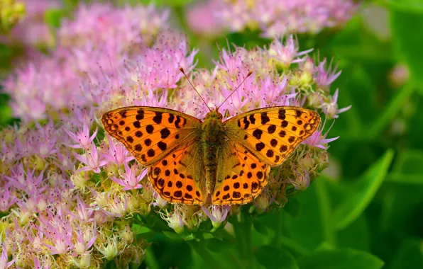 Картинка Макро, Цветы, Бабочка, Flowers, Macro, Butterfly