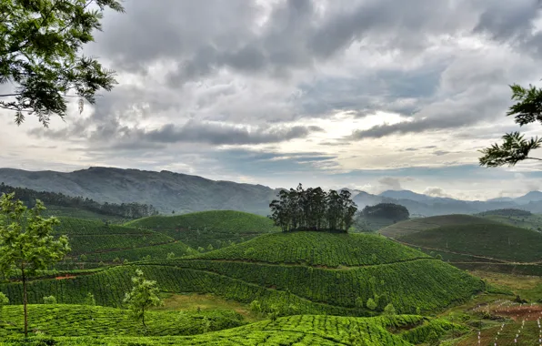 Небо, облака, горы, холмы, Индия, Керала, Муннар, чайные плантации