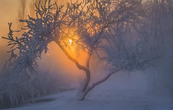 Картинка зима, иней, солнце, снег, пейзаж, природа, дерево, утро