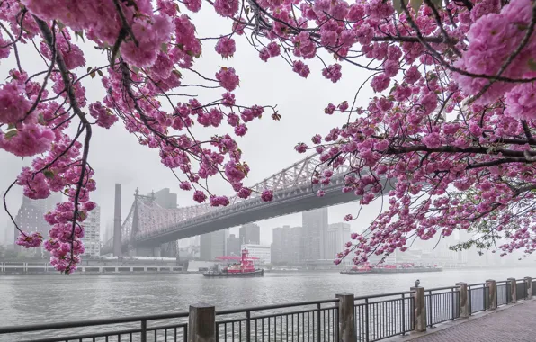 Картинка мост, туман, пролив, река, буксир, Нью-Йорк, утро, сакура