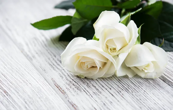Картинка стол, розы, белые, бутоны