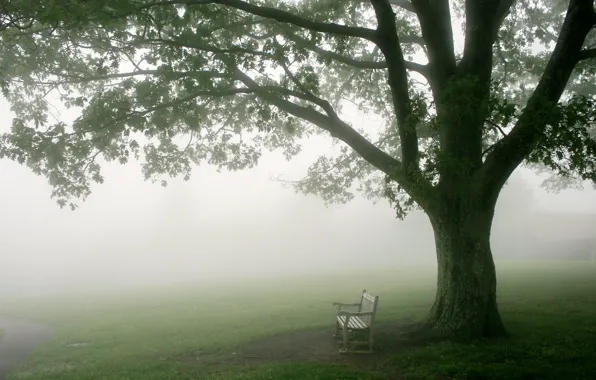 Туман, дерево, утро, скамья