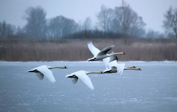 Картинка зима, озеро, белые, лебеди, летят