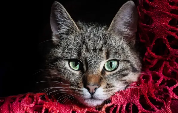 Картинка кошка, глаза, кот, морда, серый, зеленые, ткань, красная