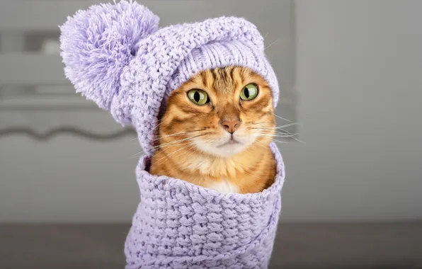 Кошка, кот, взгляд, поза, шапка, портрет, шарф, рыжий