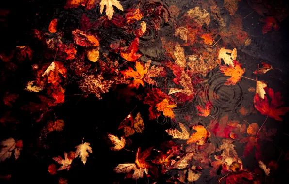 Картинка осень, листья, дождь
