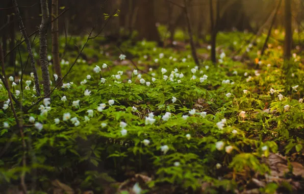 Цветы, Природа, Поле, Растение, Растения, Nature, Flowers, Field