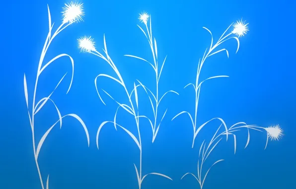 Картинка цветок, небо, трава, листья, растение, стебель