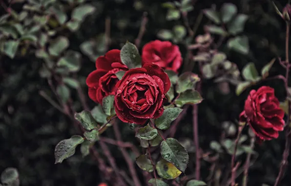 Ветки, розы, лепестки, бутоны, кусты