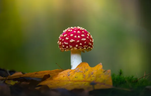 Картинка photography, nature, leaves, mushroom, closeup, depth of field, FALLEN LEAVES, Albert Dros