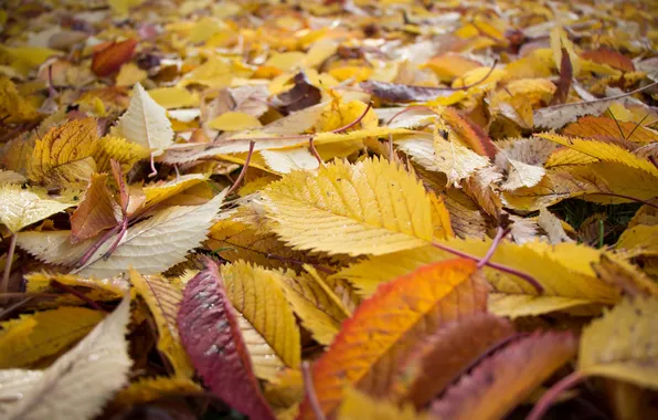 Осень, листья, природа