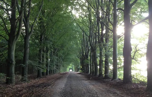 Картинка дорога, лес, пейзаж, природа