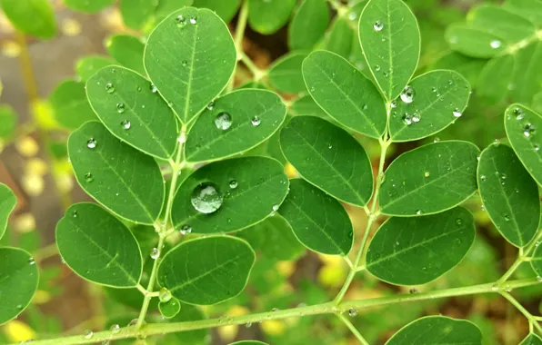 Green, nature, drop, macro, leaf, water drop, rain drop