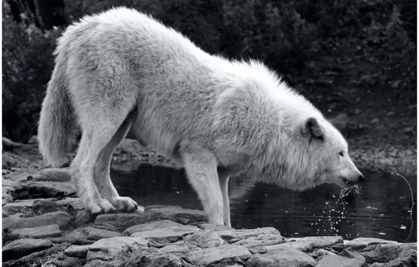 Nature, predator, animal, wolf, wildlife, portrait, portrait., Canis lupus. face