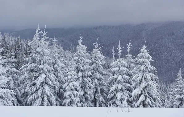 Картинка зима, снег, деревья, пейзаж, елки, landscape, winter, snow
