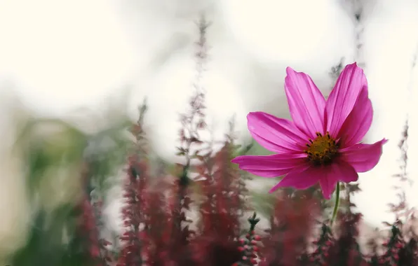 Цветы, природа, фон