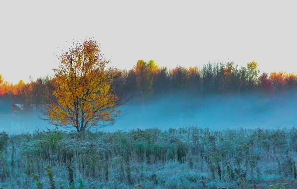 Картинка иней, осень, небо, трава, деревья, туман