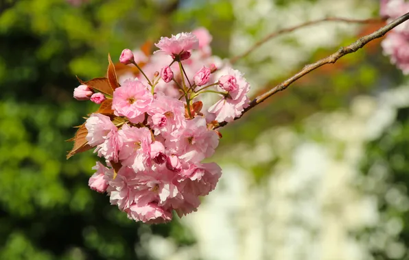 Flower, spring, Japanese cherry