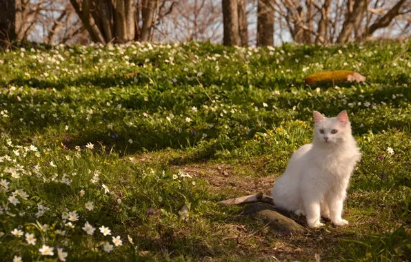 Кошка, кот, цветы, природа, весна, ветреница