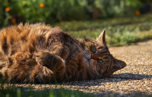 Кошка, кот, лежит, киса