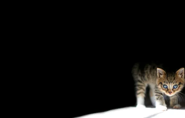 Тьма, маленький, котёнок