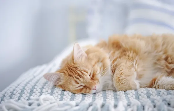 Кошка, сон, рыжий кот, спящая, Мейн-кун