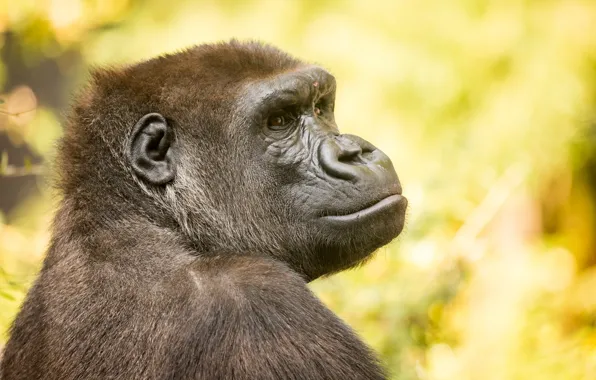 Картинка взгляд, природа, обезьяна, Gorilla