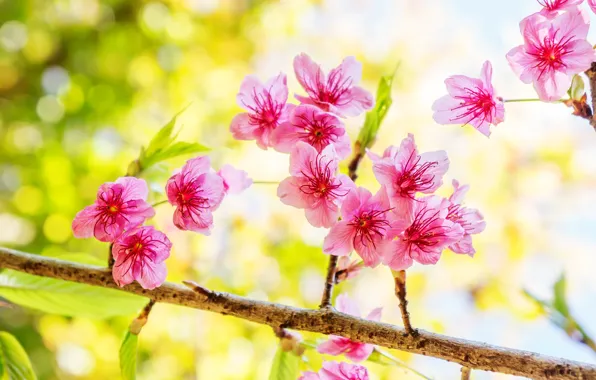 Картинка ветки, весна, сакура, цветение, pink, blossom, sakura, cherry