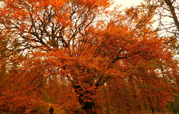 Осень, Деревья, Лес, Fall, Листва, Autumn, Colors, Forest