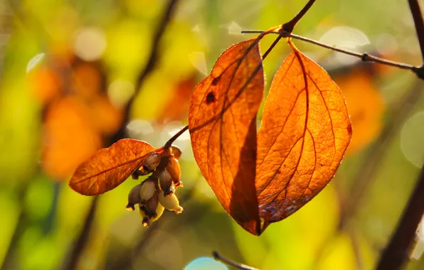 Autumn, leafs, fall, twig