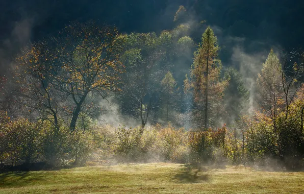 Картинка осень, лес, свет, деревья, туман, дымка