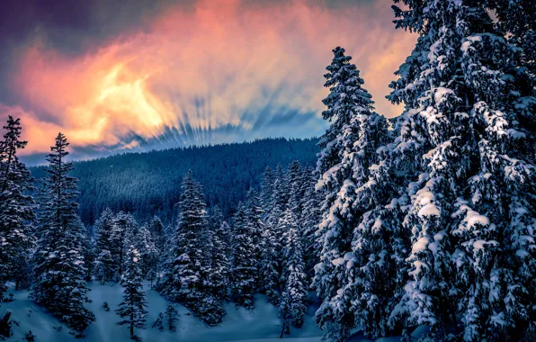 Картинка зима, лес, солнце, облака, снег, деревья, горы, ели