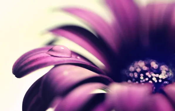 Картинка цветок, фиолетовый, вода, макро, цветы, роса, фон, widescreen