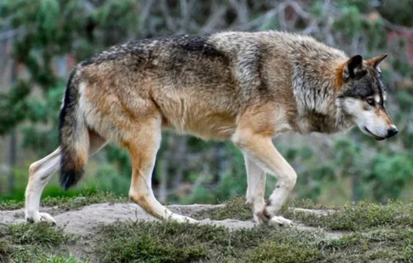 Nature, snow, predator, face, animal, wolf, wildlife, portrait