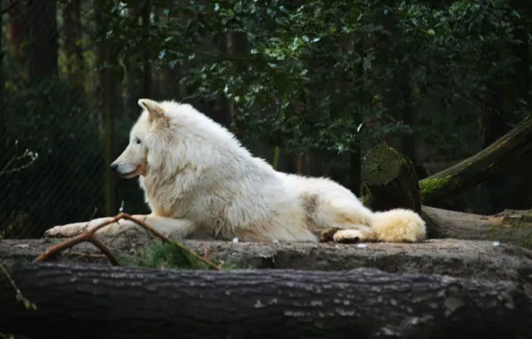 Картинка nature, predator, animal, wolf, wildlife, portrait, portrait., Canis lupus. face