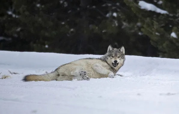 Nature, face, animal, wolf, wildlife, head, fur, mammal