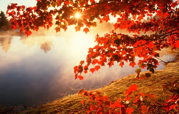 Картинка осень, листья, солнце