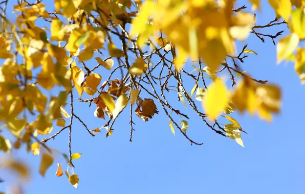 Картинка осень, небо, листья, веточки